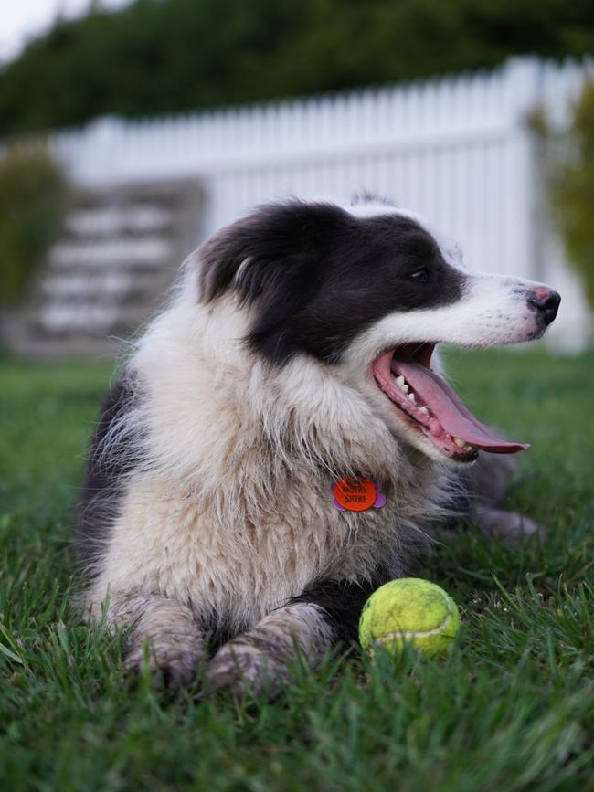 Zara from Wangoom, as long as she has a tennis ball by her side, and someone nearby to throw it, she is happy. Picture: Michael Dennis
