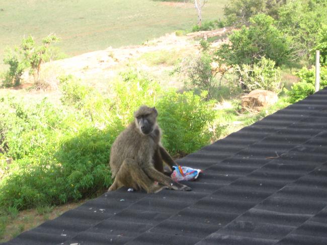 Baboons do like to steal food. Picture: Sarah Chambers