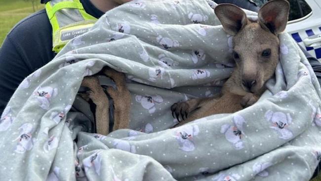 Surviving joey ‘Cardi’ after the brutal attack that left seven kangaroos dead.