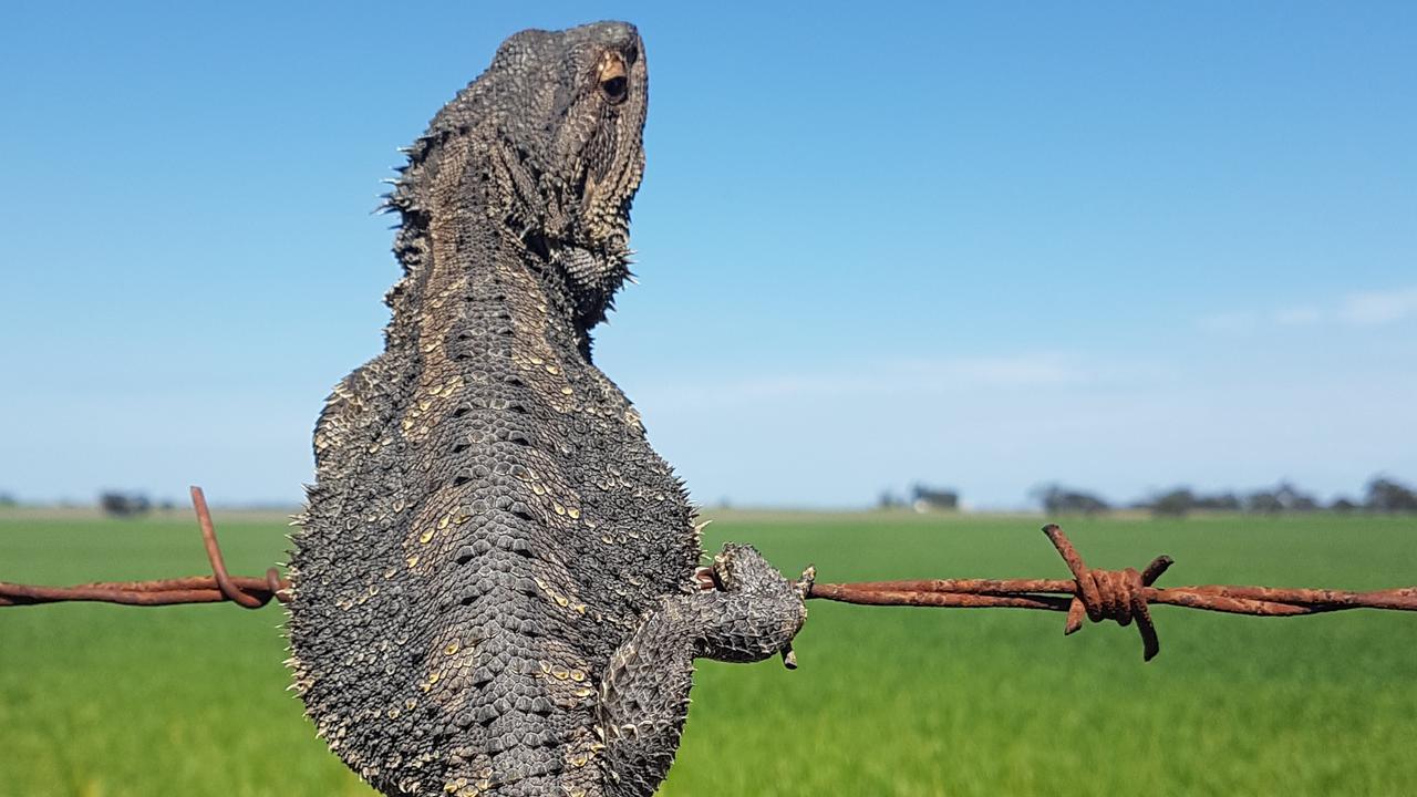 Just waiting for a mate. Picture: Kirrily Schwarz