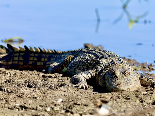 Matty Schiller of Coconut Grove snapped this ripper of the Territory's favourite animal - a croc.
