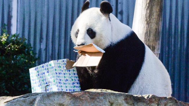 Failure Wang Wang during the Chinese Premier’s too the Adelaide Zoo as it was announced he was soon to be replaced. Picture: NewsWire / Brenton Edwards