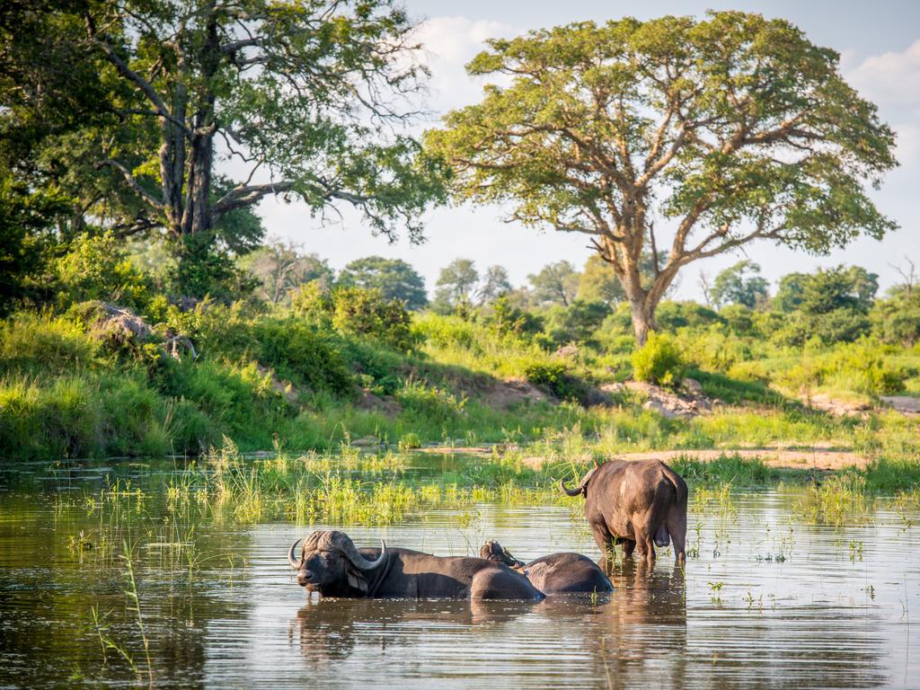 Kruger National Park, South Africa.