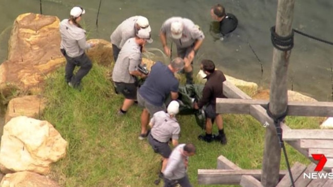 Sydney Zoo staff in the chimpanzee enclosure on Friday morning. Picture: 7 News