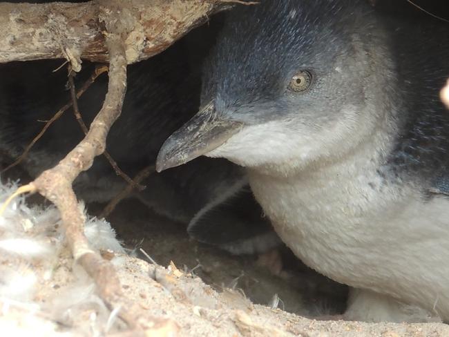 A Little Penguin in a burrow at Lipson Cove. Picture: SUPPLIED