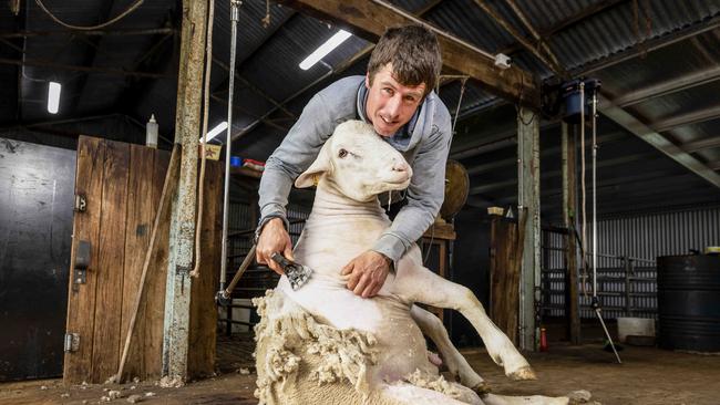 Tim is shearing Ram 564 who was Reserve Senior champion, leading ram in the Supreme interbreed group of ram and two ewes and also Supreme pen of three rams. Picture: Nicole Cleary