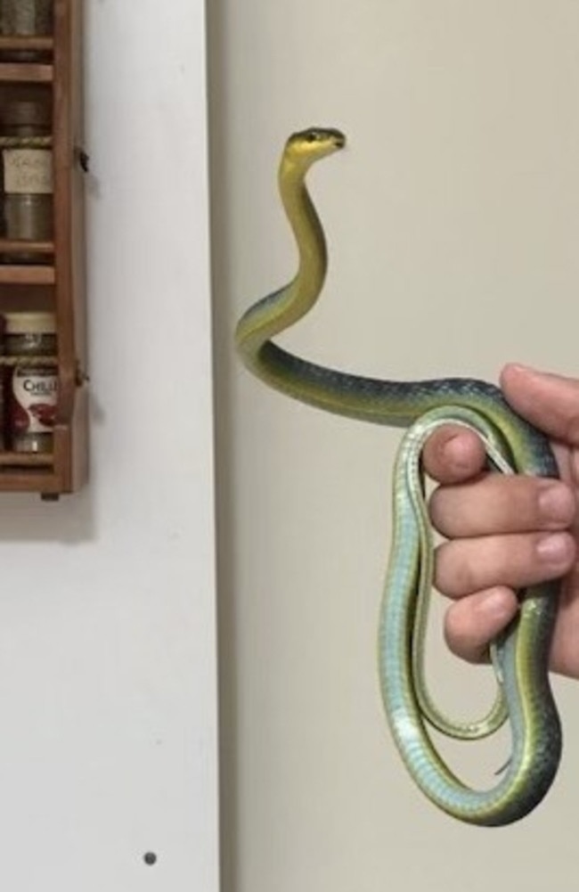 Rhona Breeze, 87, described the green tree snake found in her kitchen pantry as “very cute”. Photo: Cheryl Clarke