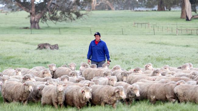 The Tuloona property at Harrow, in the Western District, has the capacity to run 26,000-28,000 dry sheep equivalents.