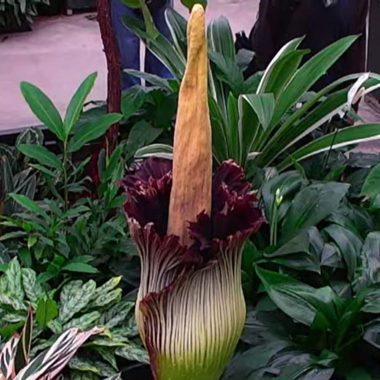 The Corpse Flower had closed significantly on Wednesday.