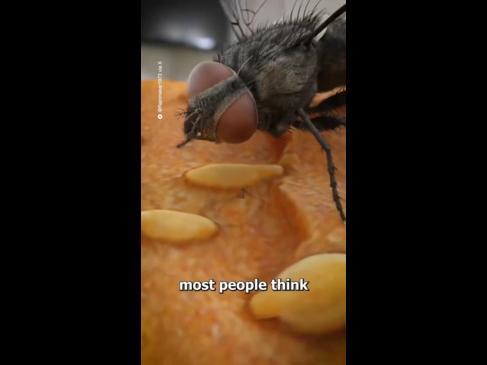 What flies do to your food