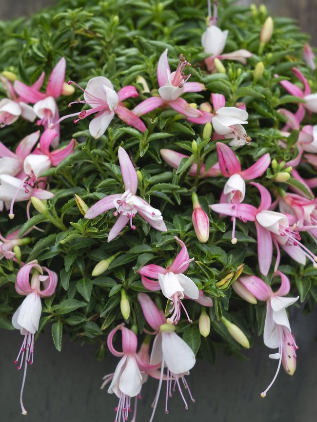 Happy Bells ‘Blissful’