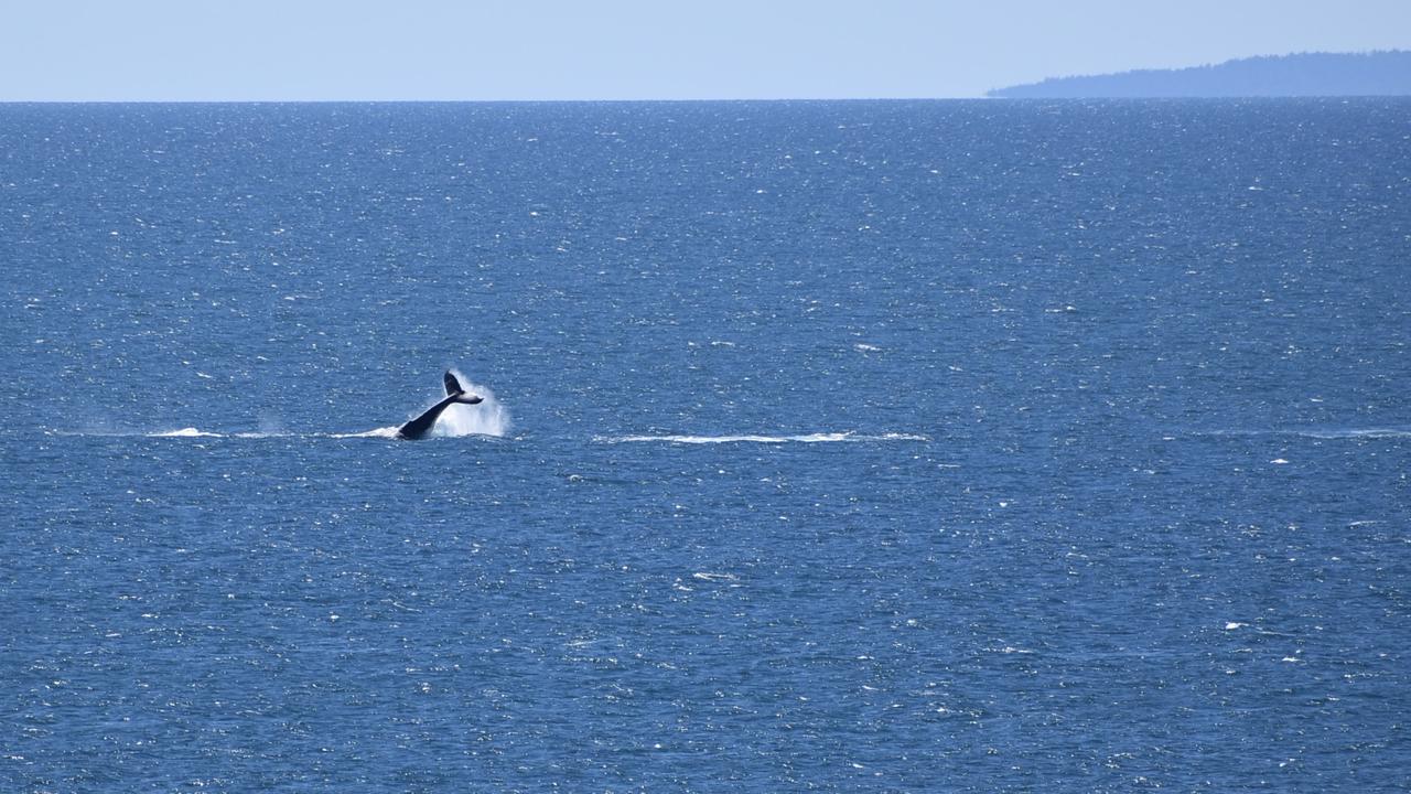 Whales breaching off the Mackay coast as they swam past Lamberts Lookout on Sunday. Picture: Rae Wilson