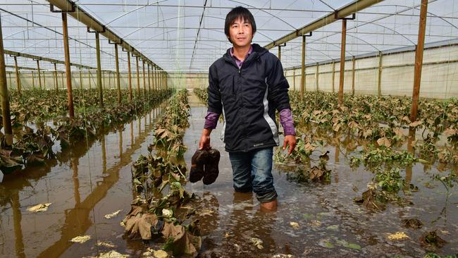 Virginia cucumber grower Phuoc Nguyen amid his ruined crop. Pic: Mark Brake