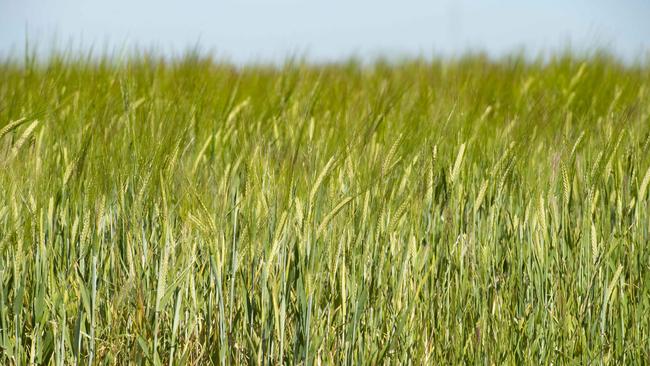 Cropping regions of Victoria such as the Mallee and the Wimmera have seen land value increases during the past year. Picture: Zoe Phillips