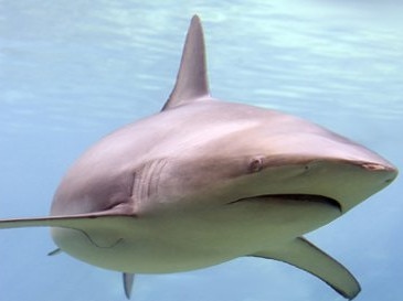 A Bronze Whaler shark. Picture supplied