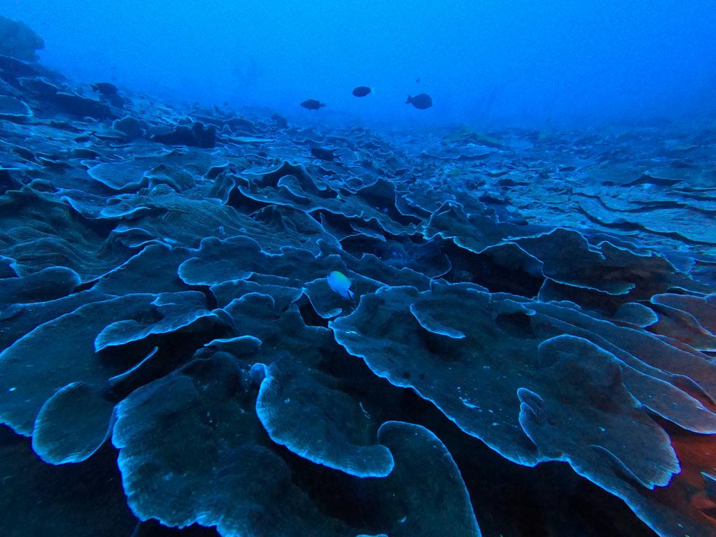 78 metres: Angel fish species were found living in the deep reefs