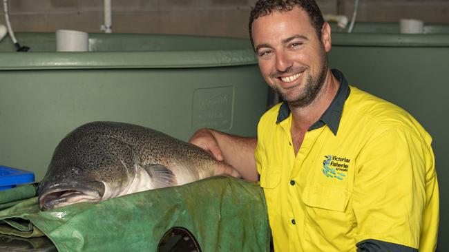 Hatchery program manager Ryan Burniston will use this 15kg female Murray cod, rescued from an irrigation channel, to produce thousands of young. Two days after this shot was taken the cod regurgitated a yabbie and the remains of a cormorant. Picture: Zoe Phillips