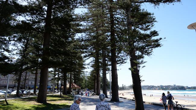 Norfolk Island pine trees on the Manly beachfront. Picture: Braden Fastier