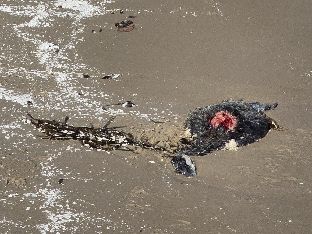 Washed up rotting flesh of salmon carcasses from commercial fisheries may be creating a biohazard on what was one of Australia’s most pristine beaches in Bruny Island, Tasmania.