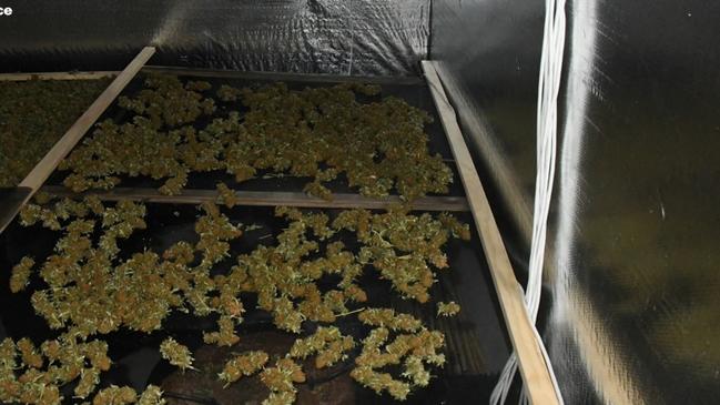 The man charged with cultivating a large commercial quantity of cannabis will front Muswellbrook Local Court next month. Credit: NSW Police