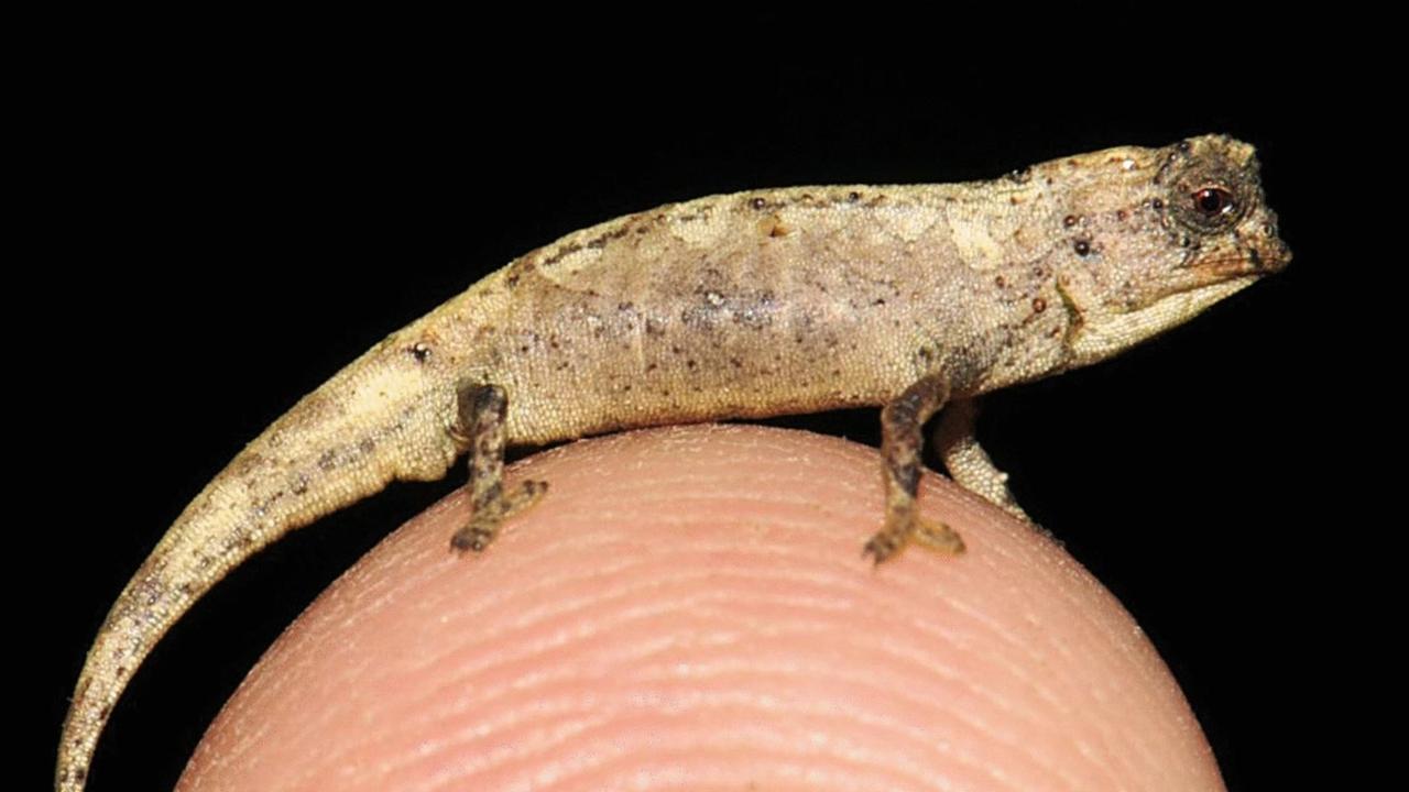 The tiny chameleon named Brookesia nana