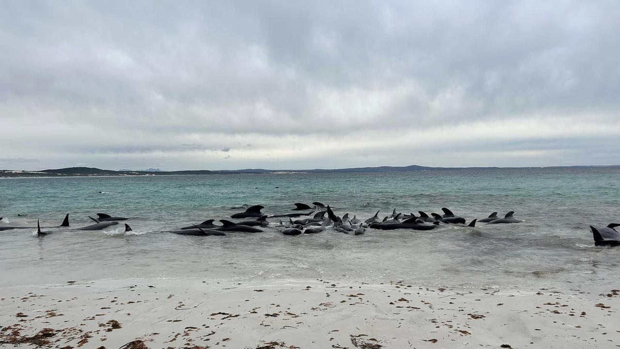 Dozens of whales washed up on the shoreline. Photo: Cheynes Beach Caravan Park