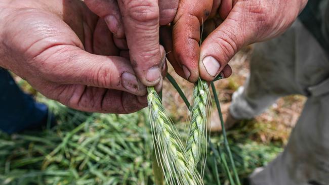 Frost damaged wheat can cause big yield losses, but a yield calculator can determine just how much.