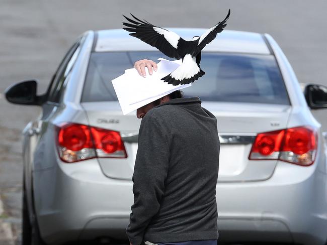 A man walks onto the street to avoid being attacked by the offending magpie. Picture: Liam Kidston