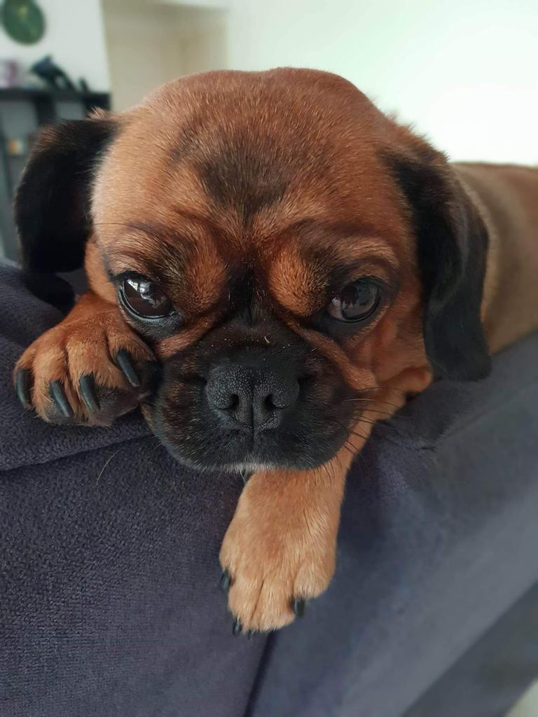 Elvira Brown loves Bonnie the Pugalier. 