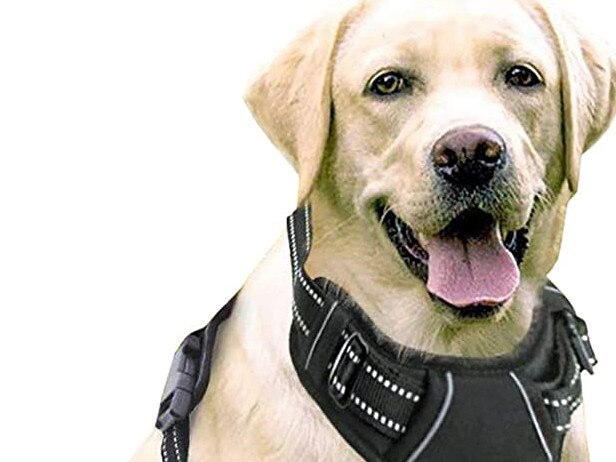 Rabbitgoo Dog Harness. Picture: Amazon