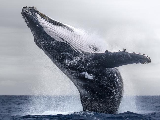 Whale dance ... A mother teaching her child how to jump near us. Picture: John Tao, Taiwan, Province of China, 3rd Place, National Awards, 2017 Sony World Photography Awards