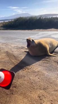 Neil the seal blocks a road in Hobart