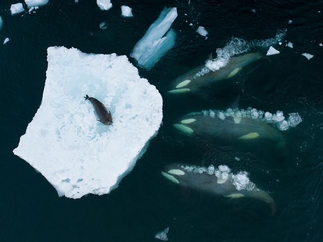 A drone shot sees a pod of orcas as they prepare to 'wave wash' a Weddell seal in Antarctica. With rising temperatures melting ice floes, seals are spending more time on land, and this behaviour of hunting may disappear. Picture: Bertie Gregory/Wildlife Photographer of the Year