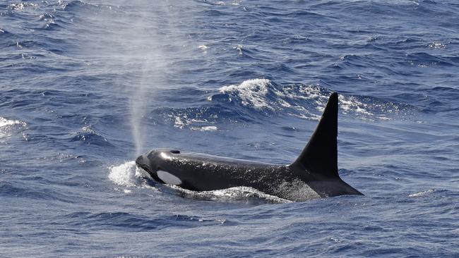 Orca at Bremer Bay. Picture: Keith Lightbody/Naturaliste Charters