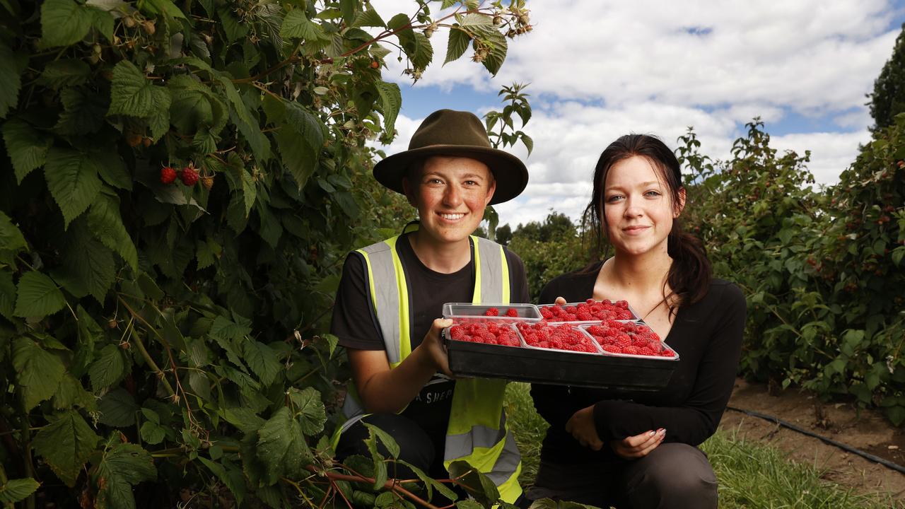 Solita Callaghan, of Westerway Raspberry Farm, with New Norfolk High school leaver Rachel Smith who is picking fruit over summer. Picture: Nikki Davis-Jones