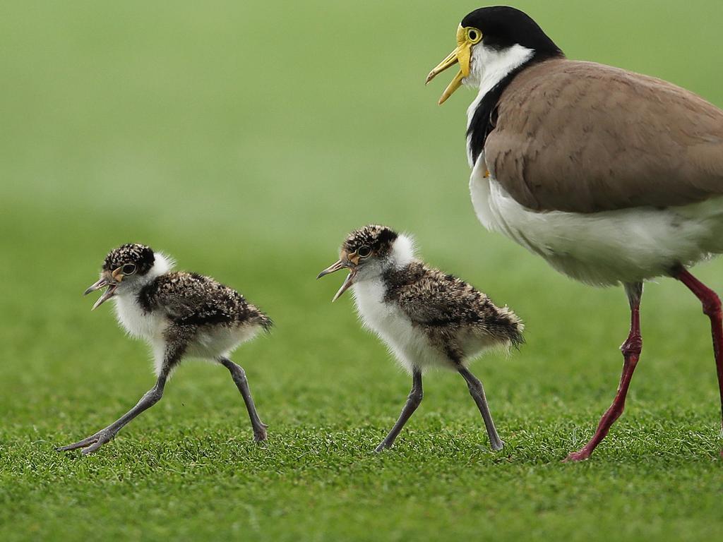 A mother plover and her two babies during a cricket match. Picture. Phil Hillyard