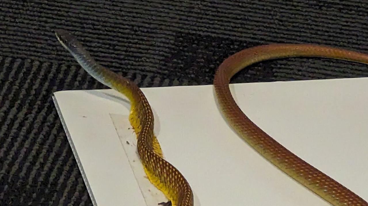 Darwin: NT News team seals doors amid double snake sighting ...