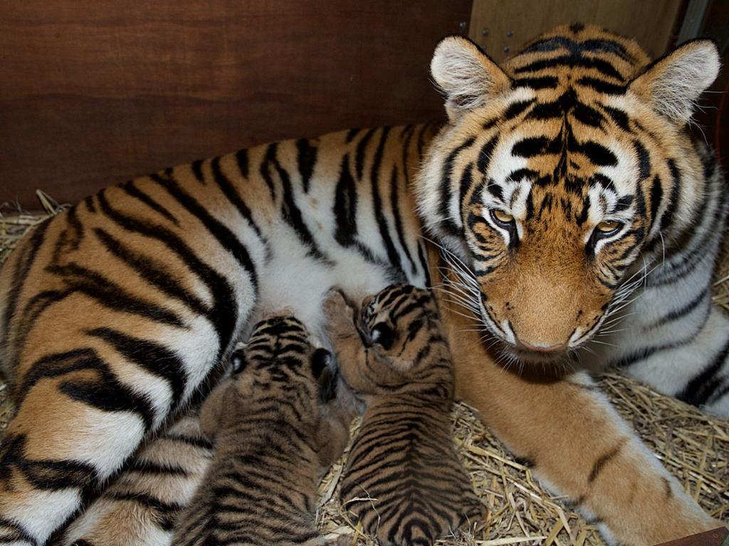 Dreamworld's two tiger cubs, born to Adira at Tiger Island. Picture: Patrick Martin-Vegue, Tiger Island Manager