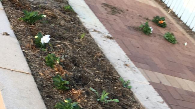 "How sad is this?" Tenterfield Mayor Peter Petty said after freshly planted garden beds were vandalised this week.