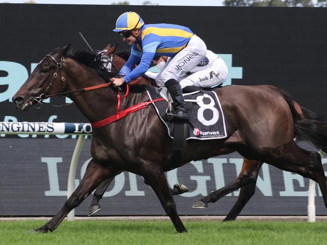 O'mudgee will appreciate a drop in grade and looks hard to beat at Canterbury on Friday night. Picture: Grant Guy