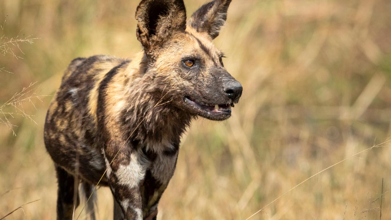 do cheetahs eat african wild dogs