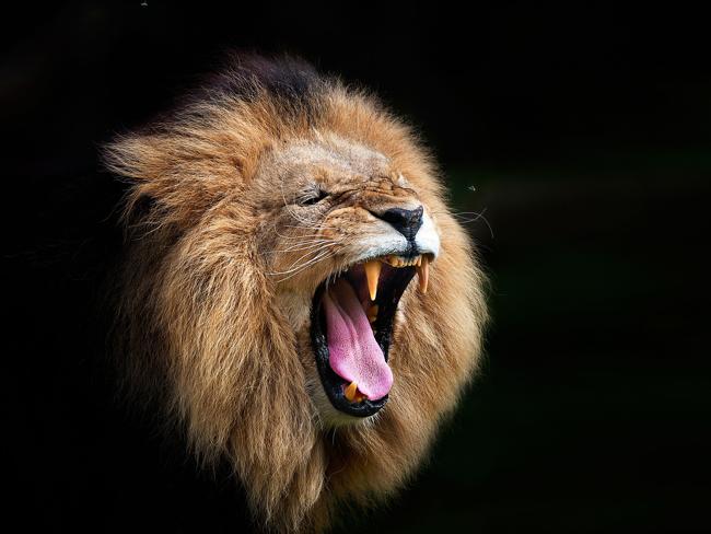 Arthur Xanthopoulos has turned Melbourne Zoo into his second home, and over multiple visits has captured remarkably intimate portraits of his near neighbours. Picture: Supplied