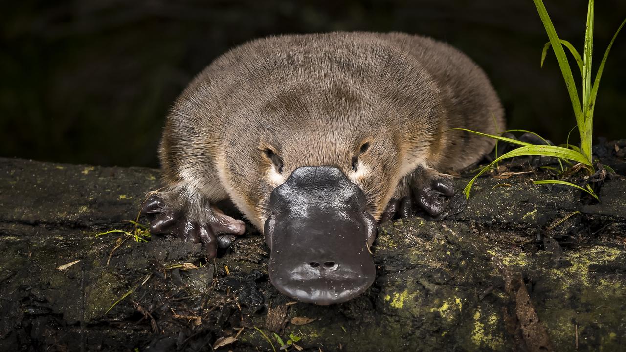 Secret platypus trail uncovered in Melbourne’s waterways