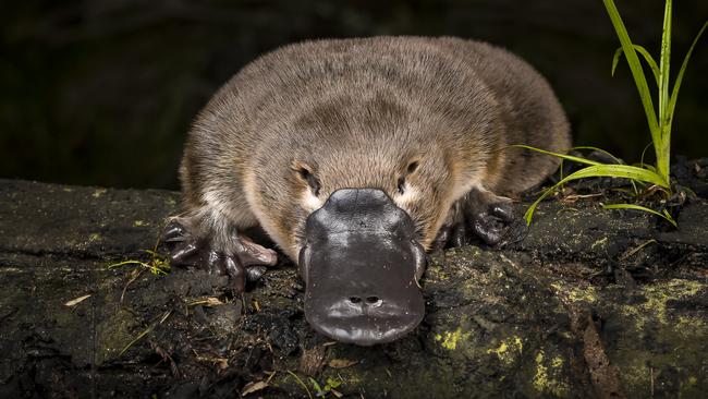 DNA testing combined with capture and release programs and sightings provide a detailed picture of platypus populations in Melbourne. Image credit: Doug Gimesy, ,