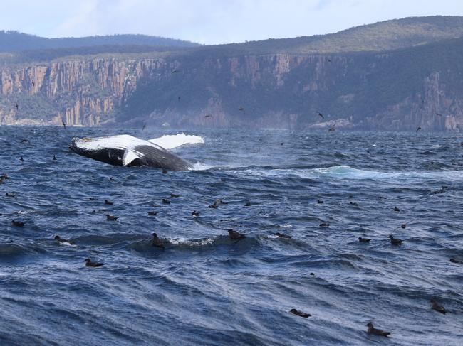 A whale wows passengers during one of the recent Pennicott Wilderness Journeys’ Tasman Island cruises. Picture: Pennicott Journeys skipper Drew Griffiths.