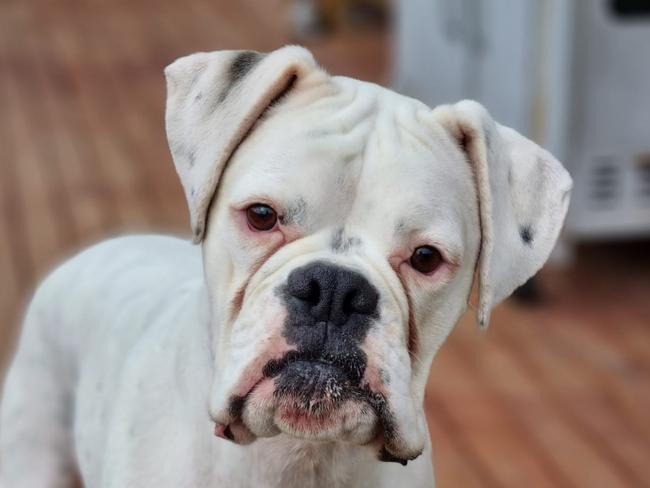 Tassie's cutest big dog nominee: Rubble - Boxer