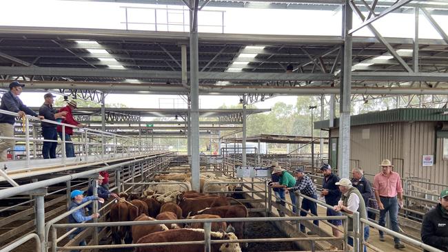 All quiet: The laneways of the Wangaratta store cattle sale recently reflect the new normal under coronavirus restrictions.