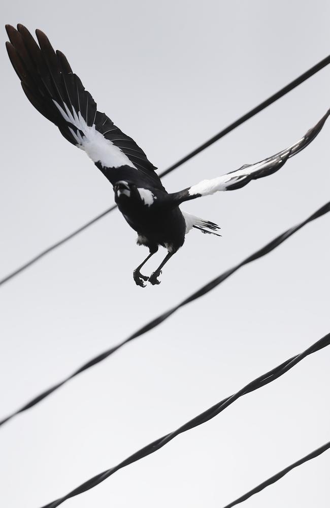 Magpie swooping season is well and truly here. Picture: Peter Wallis