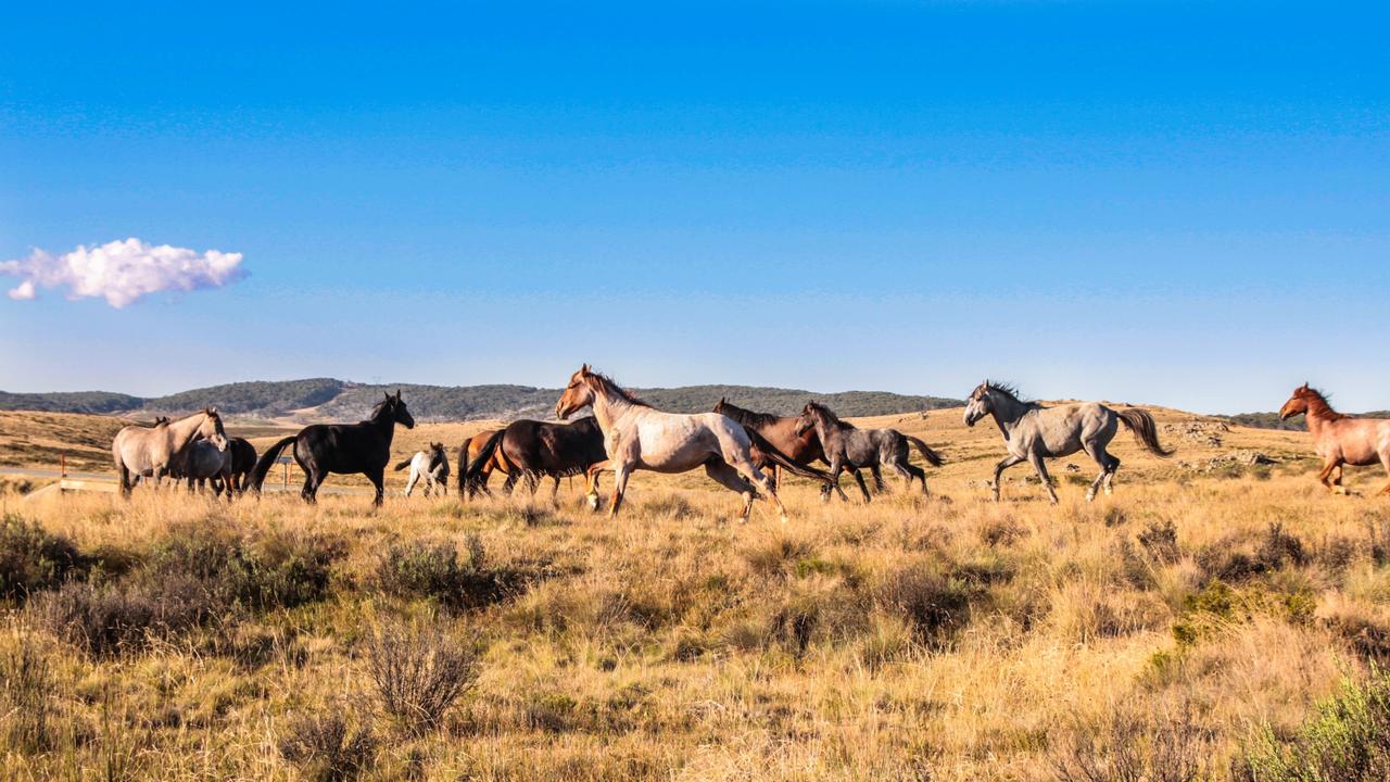 Australia’s true alpine region, the Snowy Mountains form part of the Great Dividing Range, which straddles the New South Wales–Victoria border. This region is synonymous with horse riding thanks to Banjo Paterson’s famous poem, ‘The Man from Snowy River’. Picture:: Faraz Mirzaagha