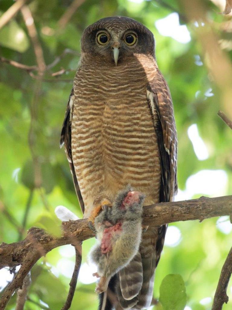 The recently discovered section of Macalister Range National Park is home to the rufous owl. Picture: Faunagraphic Wildlife